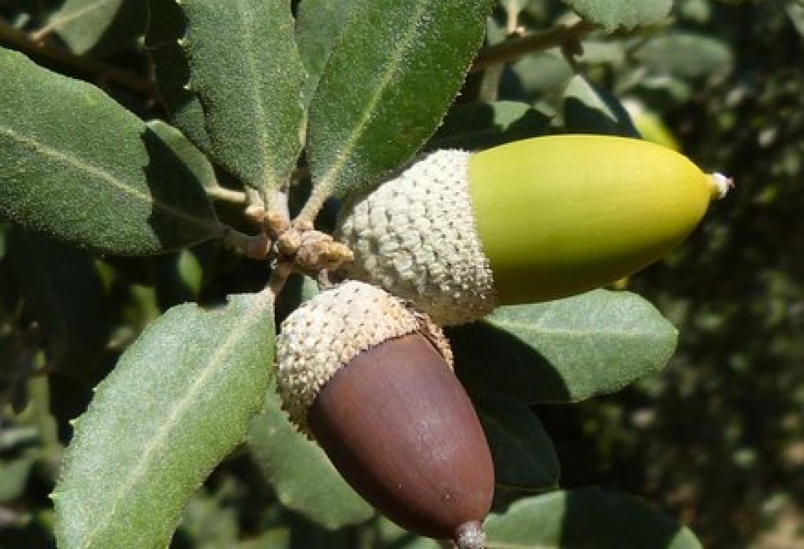 Bellota sobre encina en primer plano