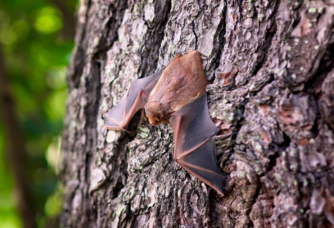 Murciélago sobre la corteza de un árbol
