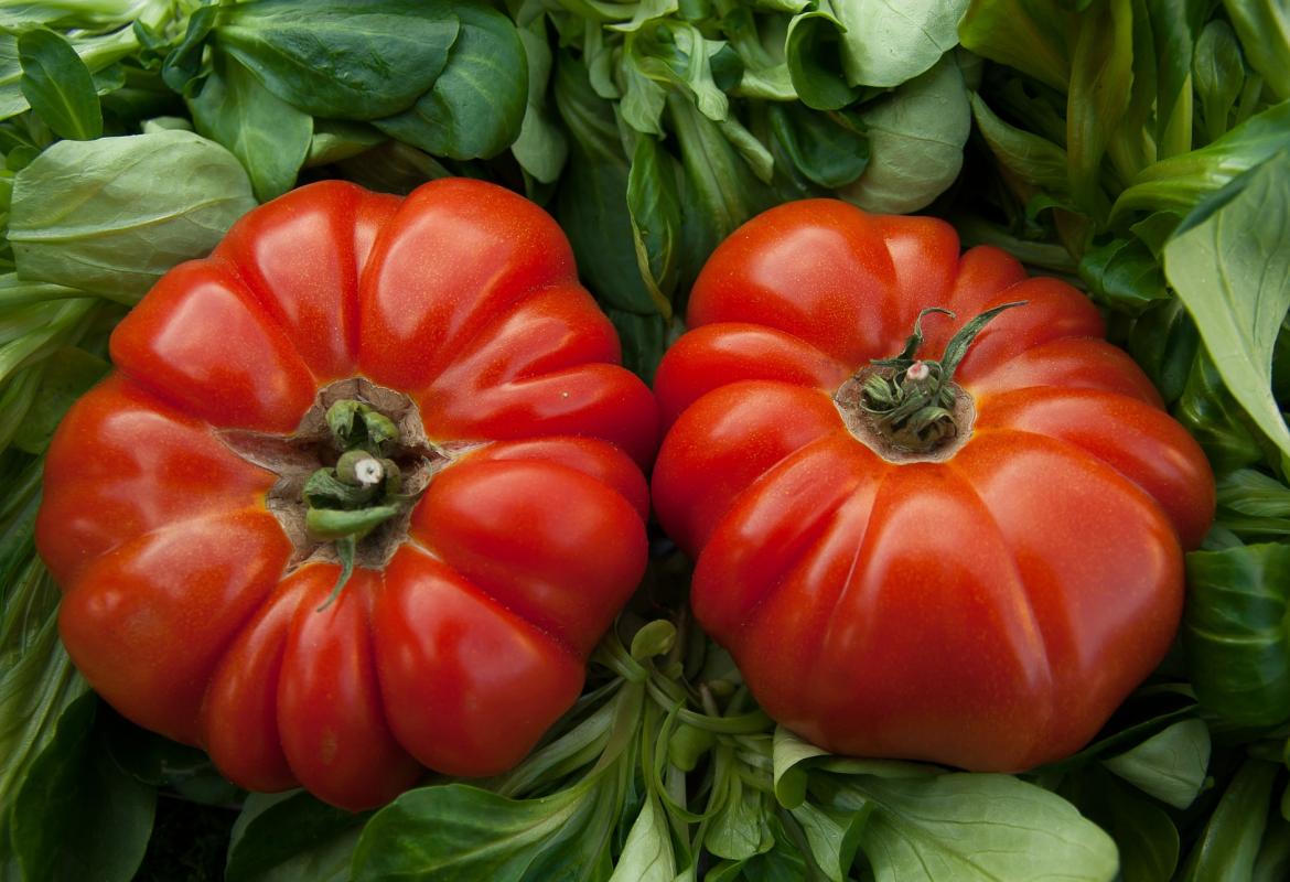 Dos tomates de color rojo sobre hojas de verdura