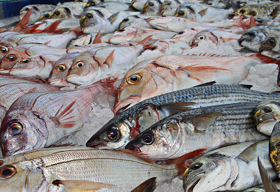 Pescados expuestos para la venta en  una pescadería