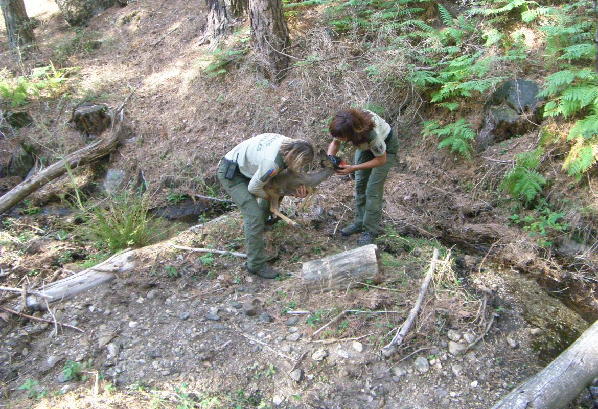 Imagen de dos agentes forestales recogiendo un corzo.