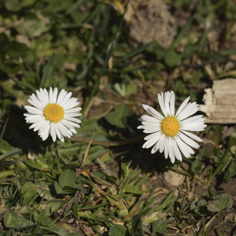 Margarita "Bellis perennis"