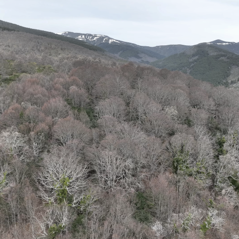 Imagen panorámica del hayedo