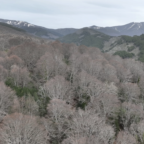 El Hayedo de Montejo en invierno