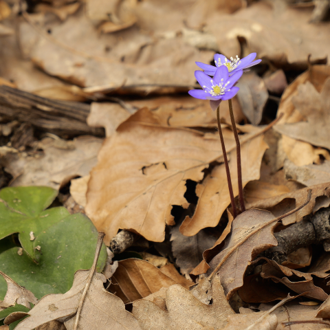 Flor "Hepatica triloba"