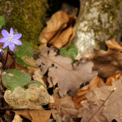 Flor "Hepatica triloba"