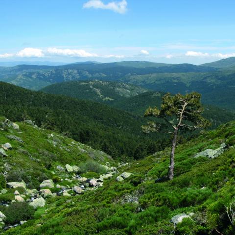 Parque Nacional de la Sierra de Guadarrama. Arroyo Peñalara