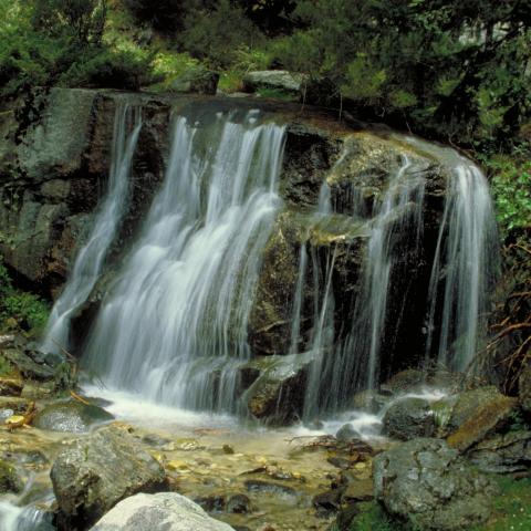 Cascada vegetación