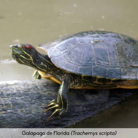 Fauna_Galápago de Florida