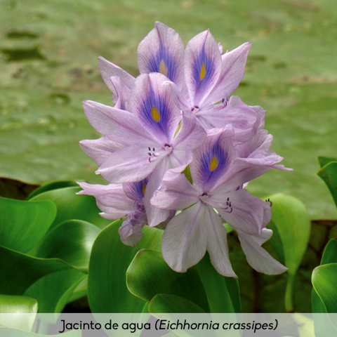 Flora_Jacinto de agua