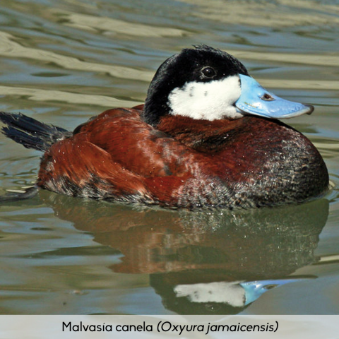 Fauna_Malvasía canela