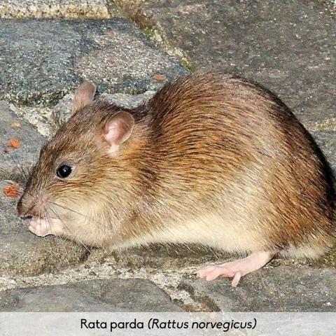 Fauna_Rata parda