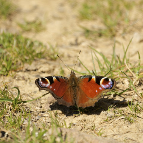 Mariposa "Inachis io"