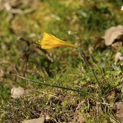 Flor "Narcissus bulbocodium"