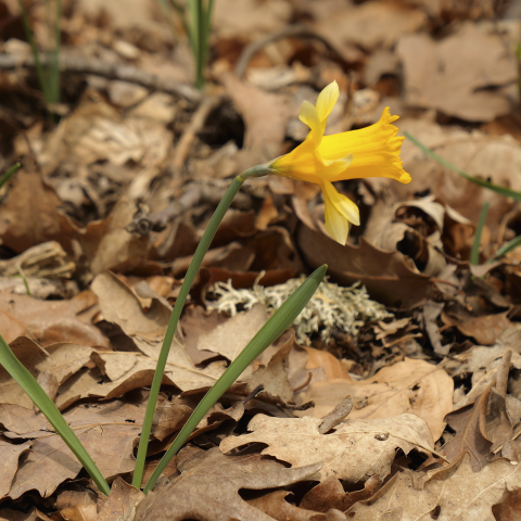 Flor "Narcissus pseudonarcissus"