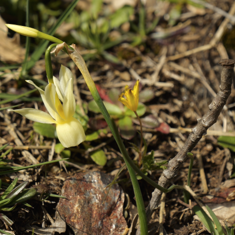 Flor "Narcissus pallidulus"