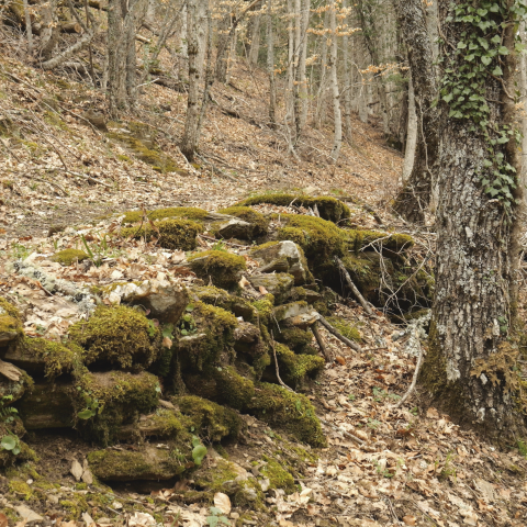 Camino de piedras