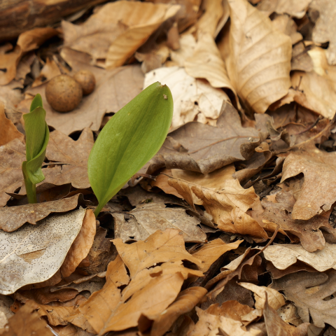 brote de "Polygonatum"