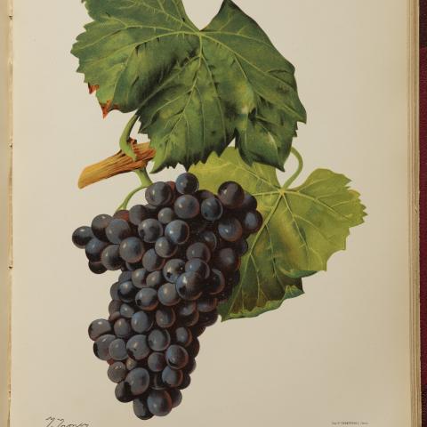 Uva Garnacha, lámina de Ampelographie - BIblioteca Central del MInisterio de Agricultura, Pesca y Alimentación